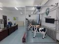 慧眼识牛——基于深度视觉的奶牛体况自动评分系统